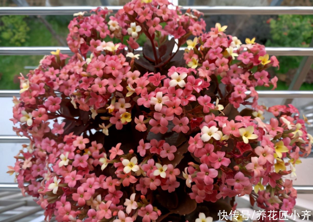 长寿花4月养护技巧，让它长满侧芽，叶片大又绿，秋季满头花苞