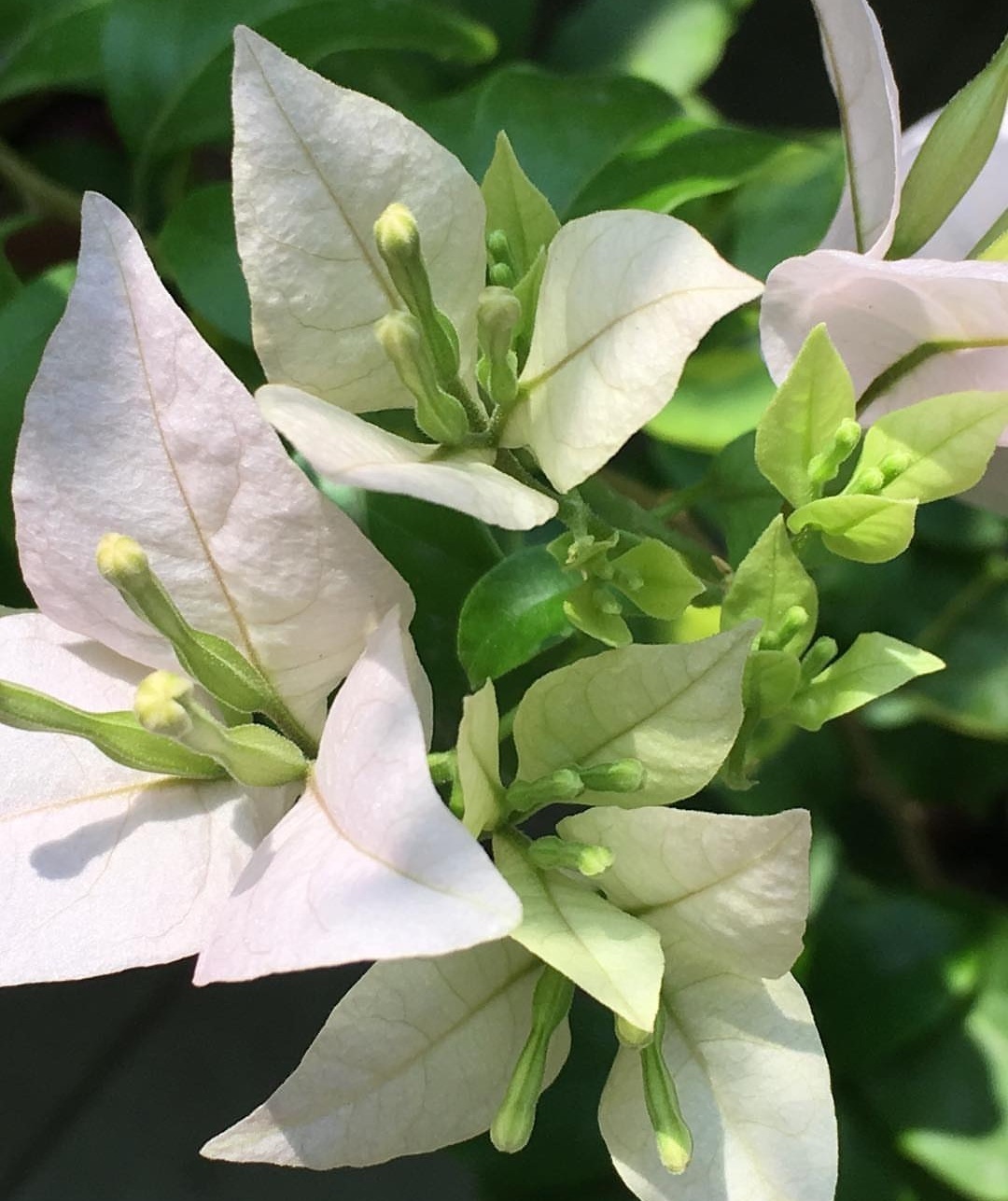 三角梅出现不开花，用1“小技巧”，开花多，天天有花赏！