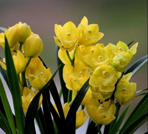  难得一见|难得一见的高颜值兰花，花色比金子还亮，香味扑鼻，花苞又大又多