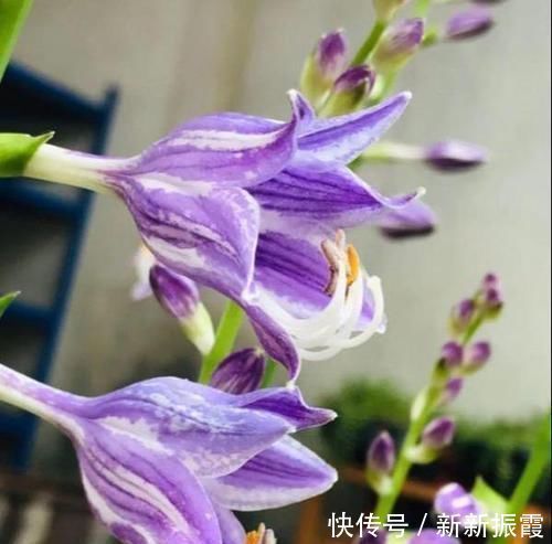 5种“阴暗花”，藏在角落里，年年自行繁殖，也能开成“仙花树”