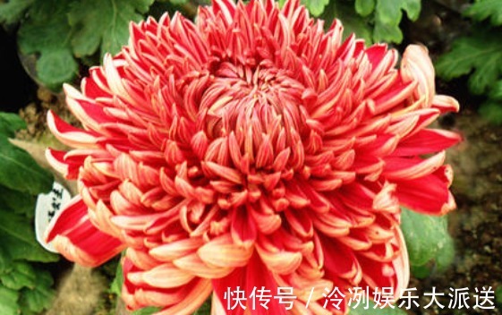 喜欢养菊就选“徐妃醉妆”,花姿优美,娇艳欲滴,观赏性价值极高