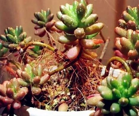 气根|多肉虹之玉长气生根,该如何对症解决学着这么办好减少伤亡