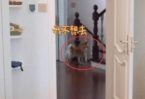做家务的男人2|张继科家别墅接地气,拿院子养鸡种菜,家里放球桌,跟住农村一样