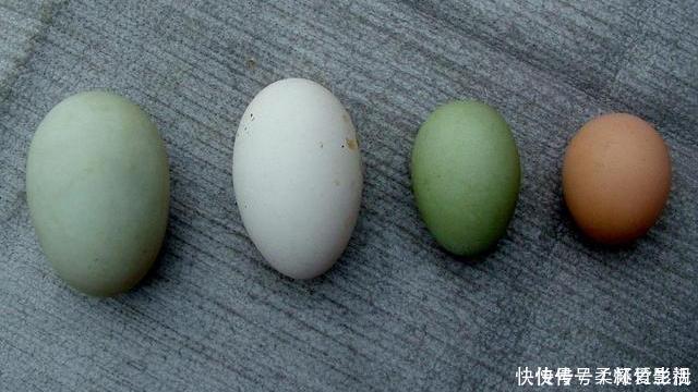 白皮鸡蛋|鹅蛋、鸡蛋、鸭蛋,哪种营养价值最高,对身体健康更有好处