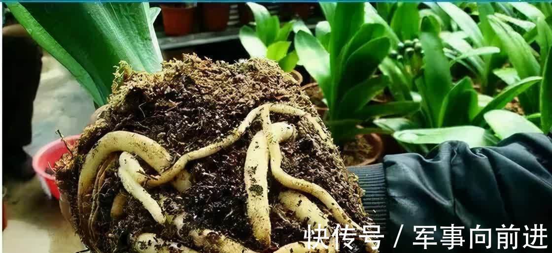 成龄|君子兰冬天要“富养”,2个基础,四个关键,做好就能开大花