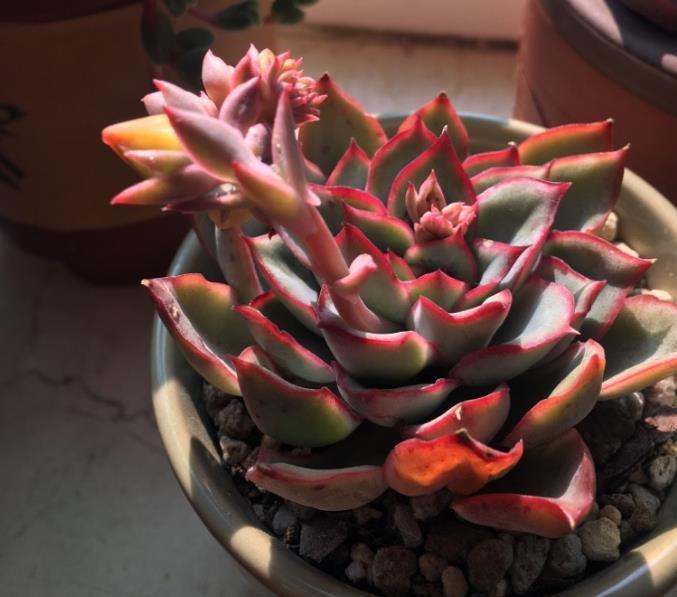 家里的多肉植物越养越瘦这样浇水,储藏水分,叶片肥厚多汁