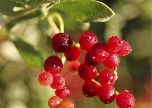 通便|女人对自己好点,多吃3种食物,润肠通便,排毒燃脂,增强体质