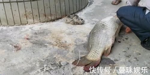 男子珠江钓起“鲤鱼王”,40斤体长超1米,应该放生吗