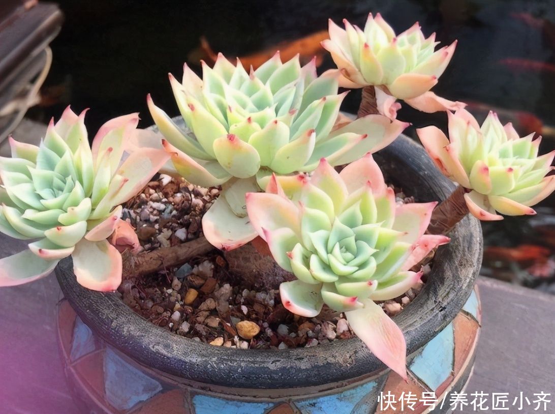 新手买多肉，3种多肉不要买，买到手养不活，浪费时间和金钱