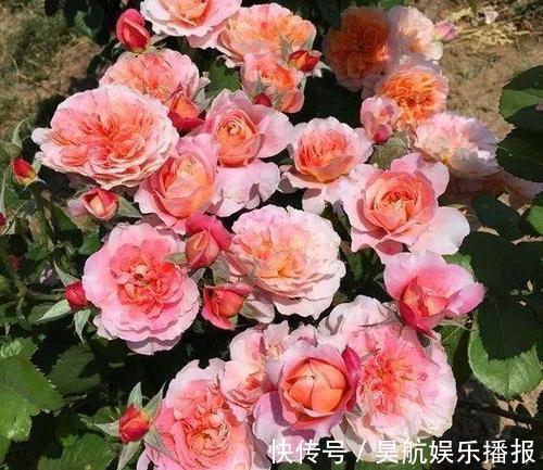 想要月季花开出“繁花”景象，这几件事要做好，5分钟学会！