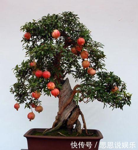 盆栽|原来这么多果树可以种在阳台上,以后再也不用买水果吃了
