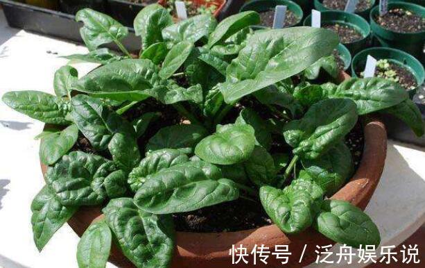 阳台|“癌细胞”不喜欢的2种蔬菜,阳台盆栽上几盆,绿色健康又好吃!