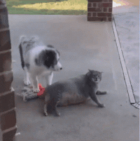 |搞笑GIF趣图别睡了,快来看我给你表演坐着摔倒!