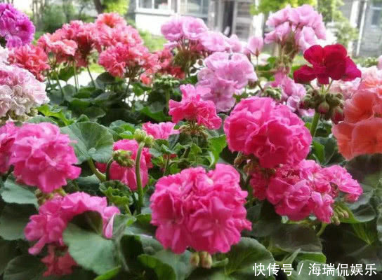 养花|盆土板结怎么办1招让盆土疏松透气，年年开花不断，养啥都旺！