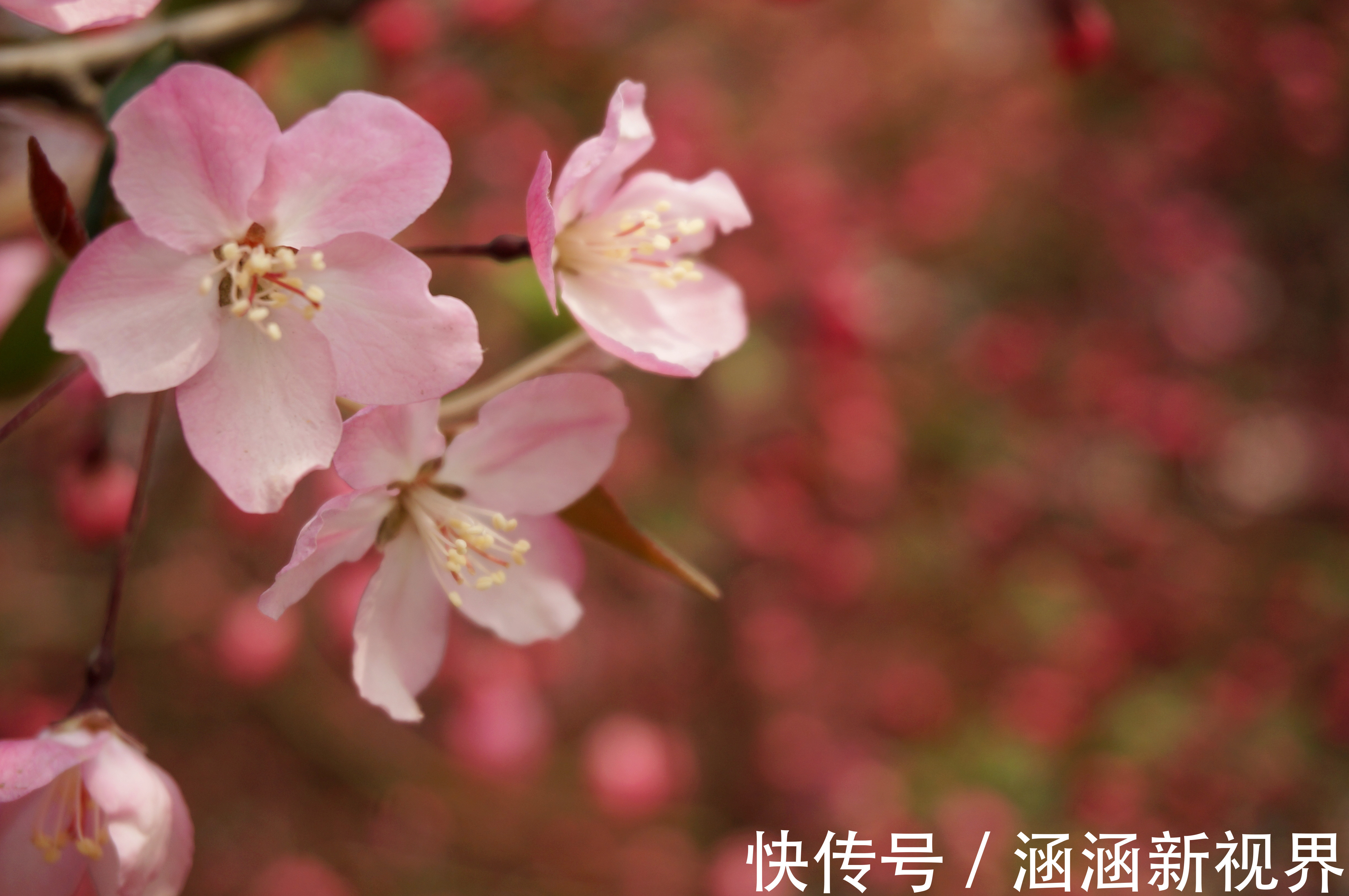 不做饭|十二生肖中，婚后不做饭不洗衣，不做家务有人疼的3个生肖女