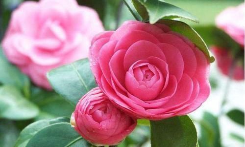 超惹人喜欢的4种花，香气四溢，花期达半年