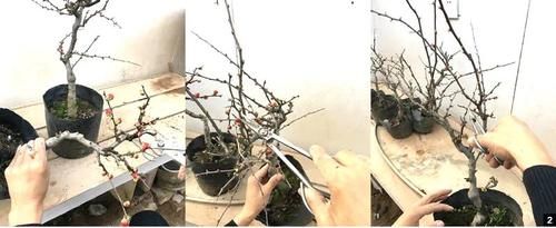 11株苗扎堆，不是柴火，而是一道苍山叠翠山水风光的水旱盆景！