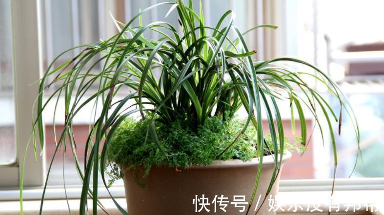 习性|室内养兰花盆栽,摆在哪里更合适?阳台就不错