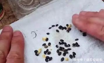 水果|立秋后,几粒“种子”扔盆里,10天成盆栽,来年“果子”挤爆盆