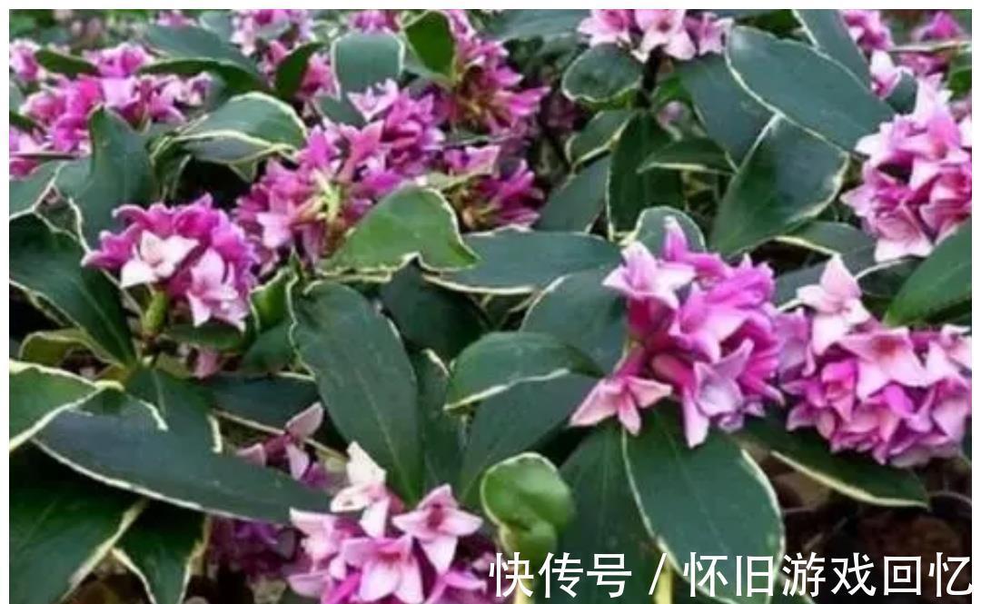 植株|5种喜“半阴花”,入冬以后多见阳光,长得旺早开花