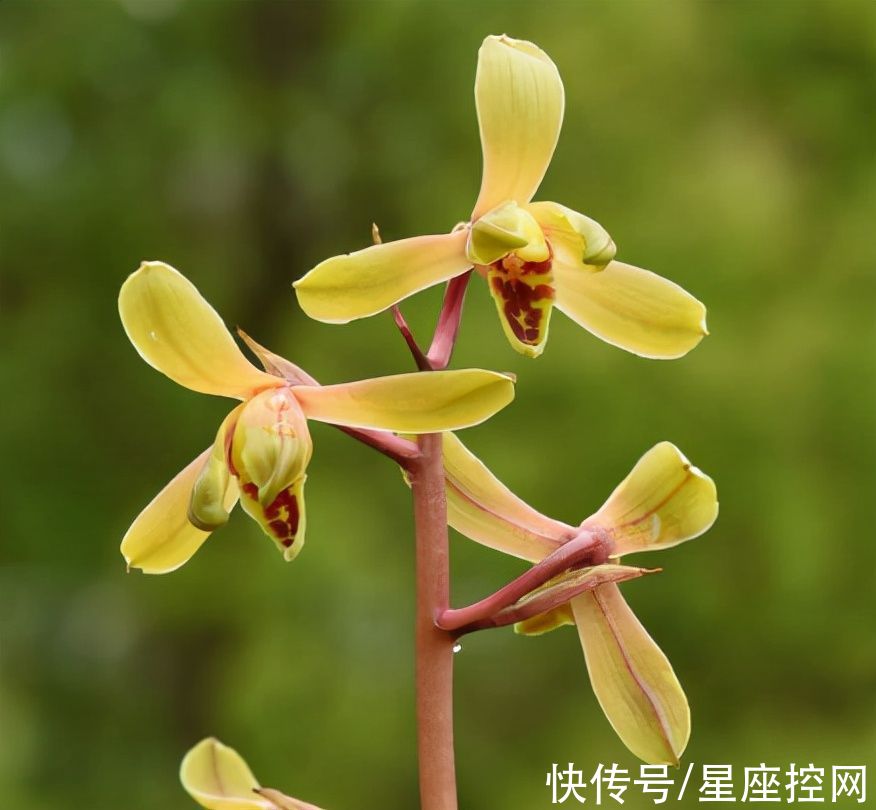 在职场|啥时辰出生的人，虽然事业曾经遭遇挫败，未来节节高升，诸事大吉