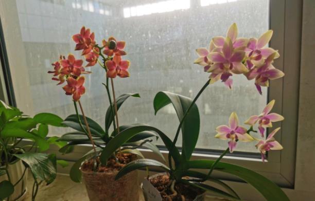 春季蝴蝶兰花期结束，垃圾桶边多转转，捡到救一救，救活就是赚到