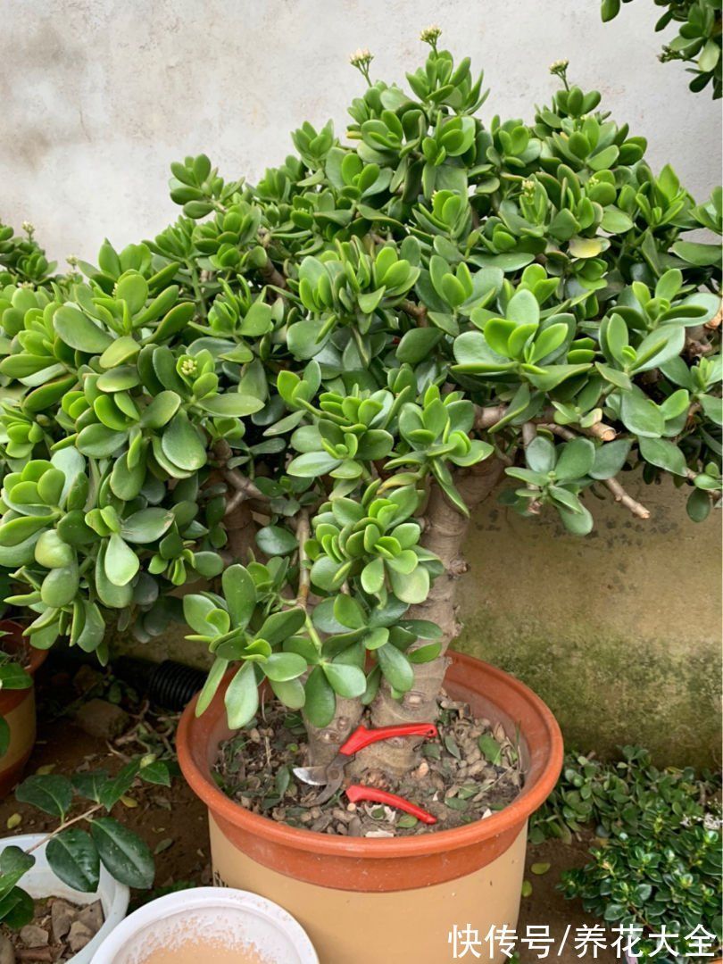 3种长寿植物,动辄能活上百年,妥妥养成传家宝