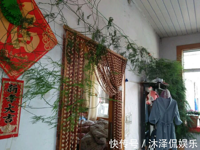 花友|她家的文竹成了精,爬的满屋都是,剪不迭!