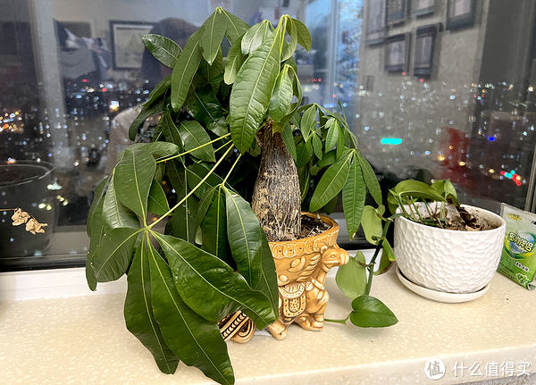 过年必备盆栽 | 20款好看易养的懒人绿植,拼多多店铺低至3元起!附养护心得