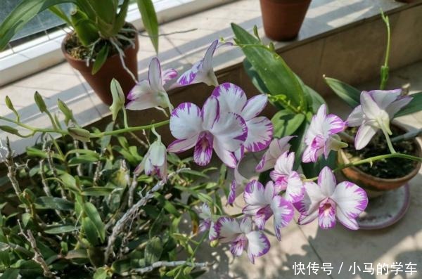 谁说室内养不好花这12种一养就开花,还特漂亮,喜欢养花别错过!