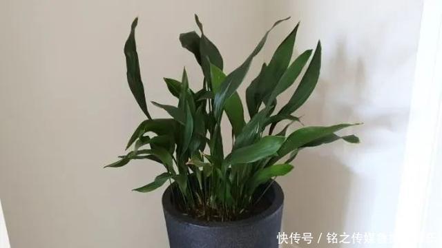 用自来水、雨水、桶装水和凉开水养花的差别，哪种水养花最好呢