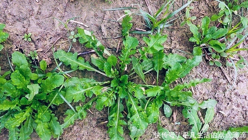  这种野菜比荠菜香多了，人称“油勺子”，包饺子小孩子爱吃