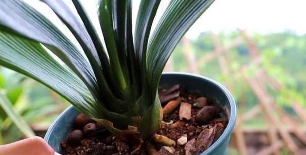 以下东西不要扔了，土里拌一些，养花效果好，改善土壤！