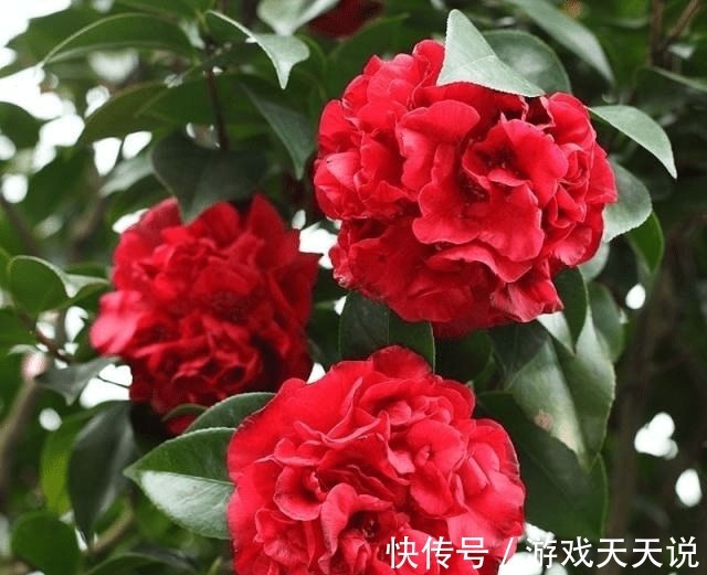 此花，温度越高越好闻，花色艳丽，花型超大，养护简单适合新手！