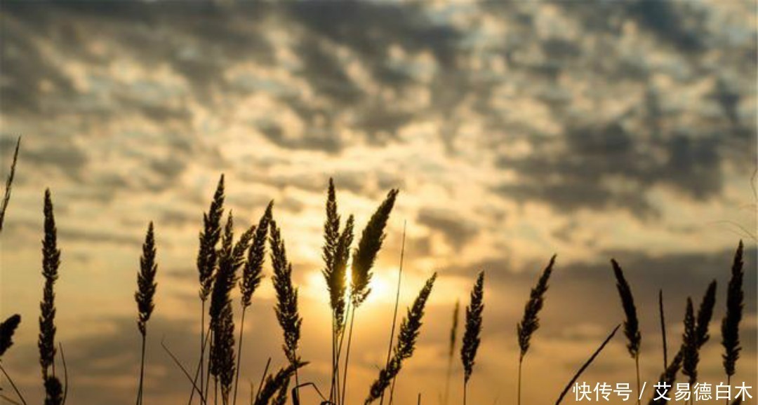 思乡之作$刘禹锡的思乡之作感人至深,第一句就耐人寻味,有着淡淡的忧伤!