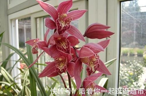 获得4次金奖的兰花，开花后美艳动人，气味芳香，新老兰友都能养