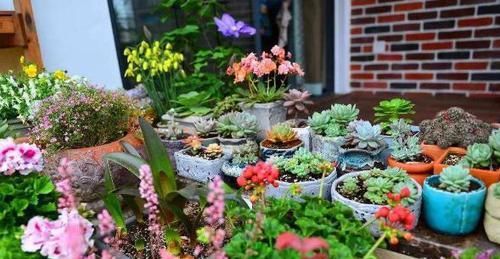 用20年的养花经验告诉你：做到此5点，盆栽植物再不会出问题