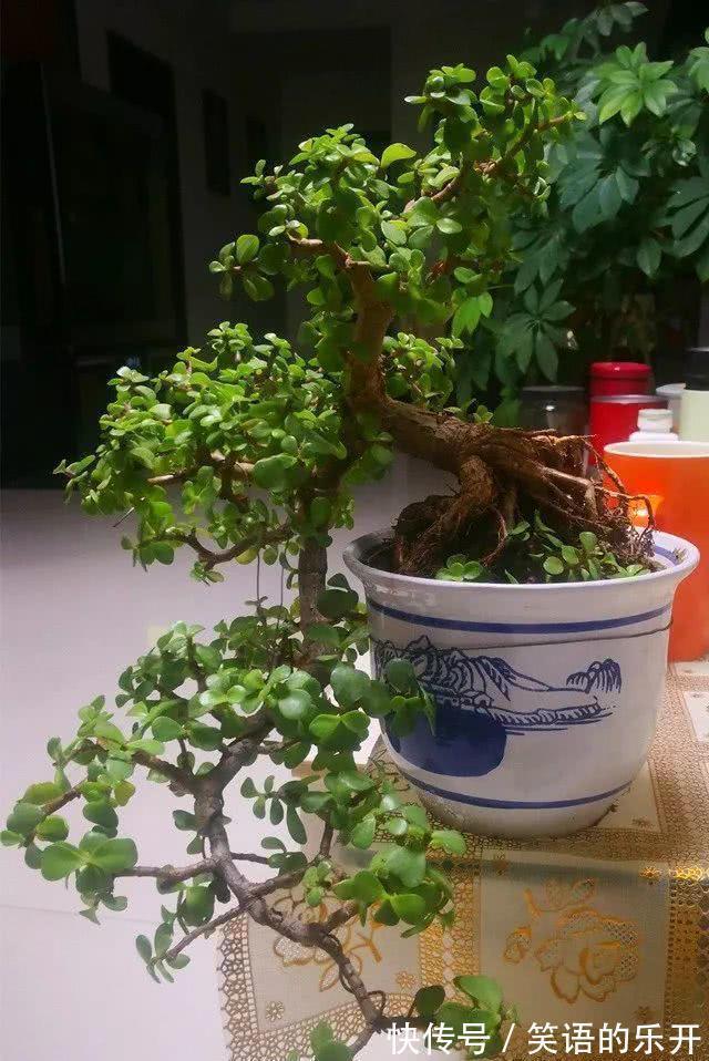 积水|适合“干养”的11种花,天冷更加要控水,不然难过冬