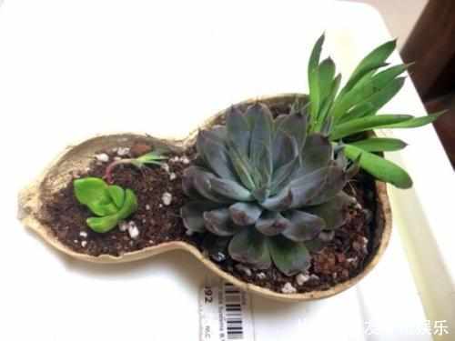 爷爷拿不要的葫芦来养盆栽，做出来所有人都被惊艳，还都抢着要