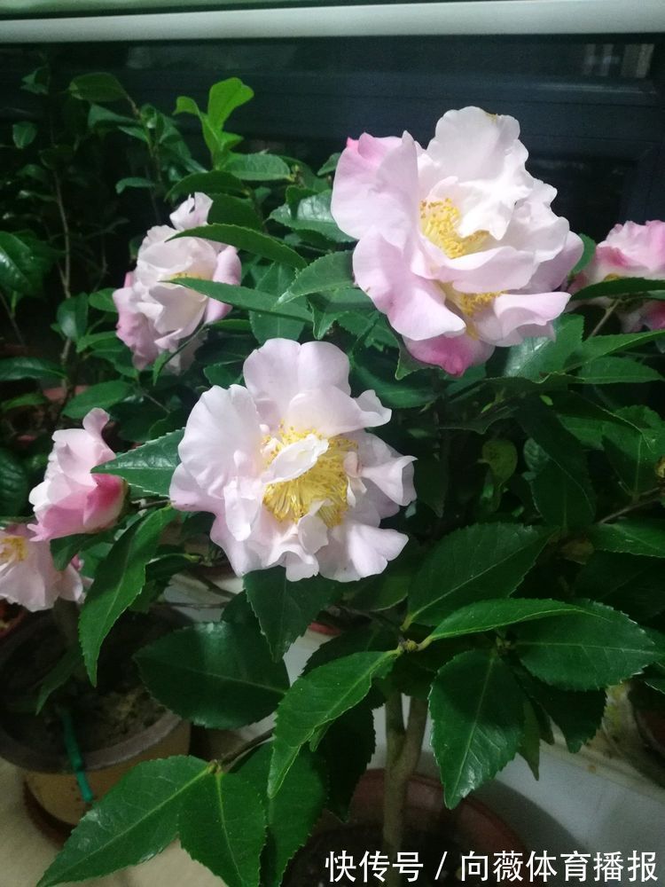 精品玫瑰“布里顿玫瑰”,红艳欲滴,高贵艳丽,你值得拥有!