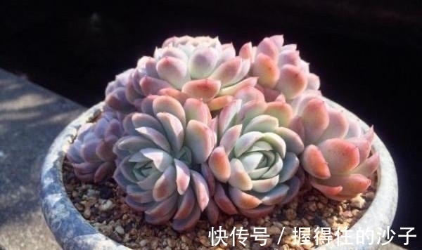 养护|12款多肉天生就爱凑热闹,爆盆群生是强项,花友:养起来真过瘾