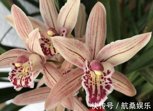 红珊瑚|盆栽养花选这种,漂亮又好养,花大香浓,多季开花,还可做盆景