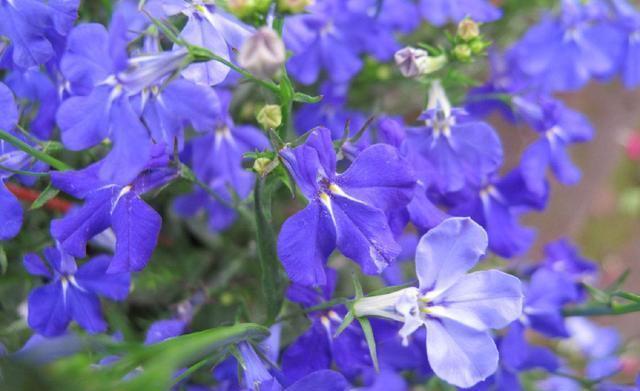 几款花卉,便宜又好养,颜值超高,寓意好