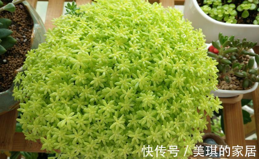 花友们|看似是草,实际是多肉,薄雪万年草,养殖抓住4个细节长得漂亮
