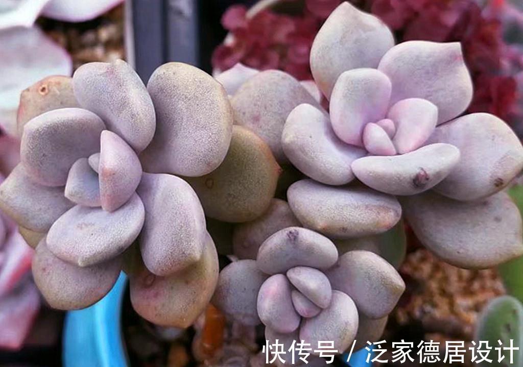 春天|被名字耽误的经典多肉诺玛,特别爱爆头,长成小老桩的样子很美