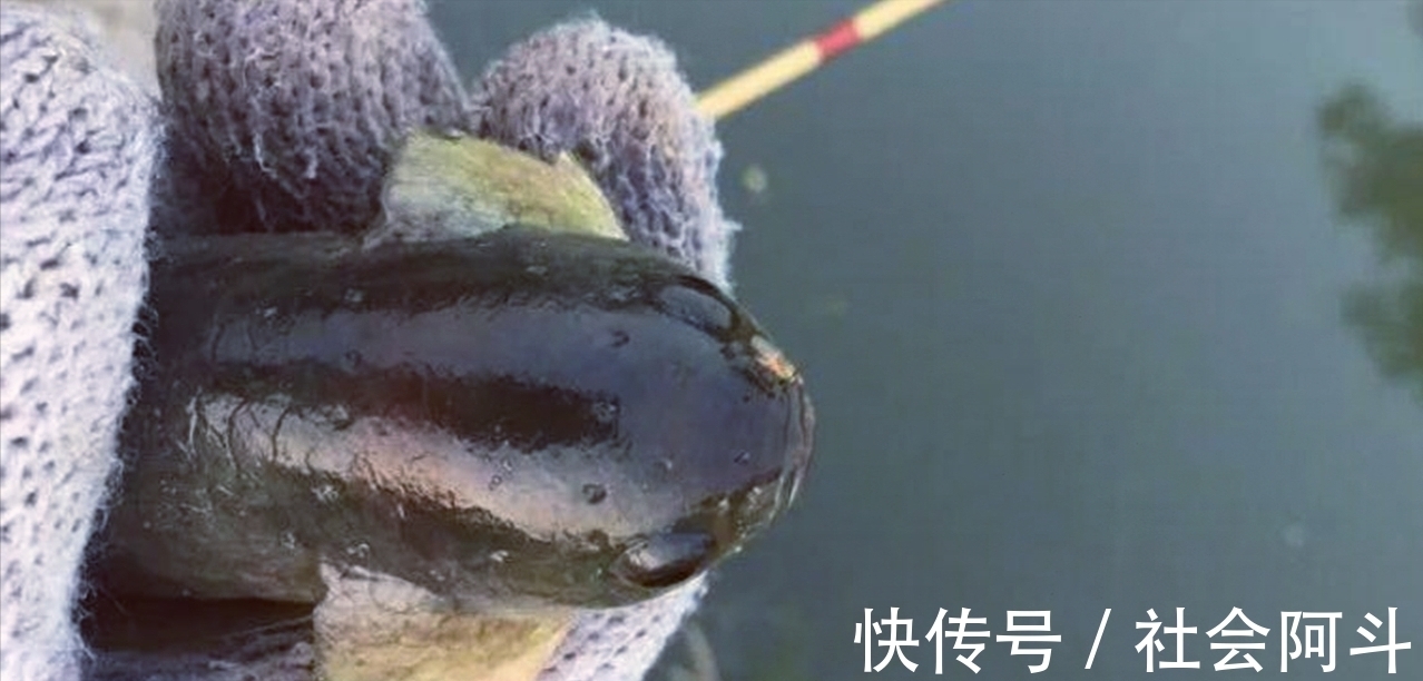 江西一男子野钓遇“怪鱼”，惊喜变成了惊吓，到底怎么回事？
