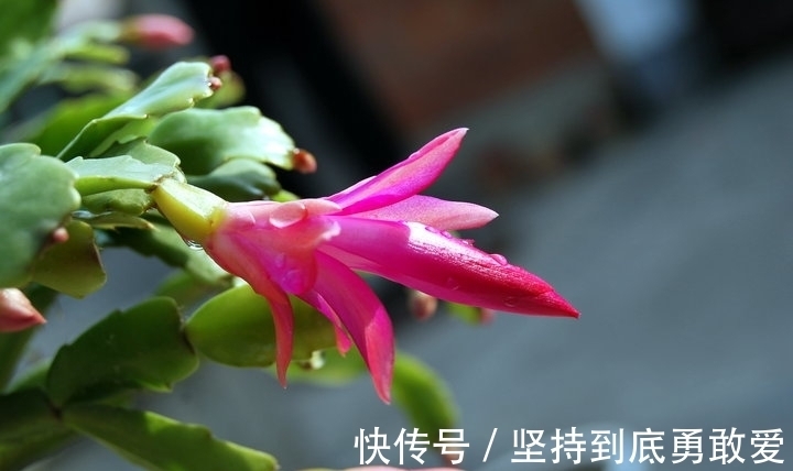 植物|在八月，若做到这三个点，你的“蟹爪兰”将会长得更好更美