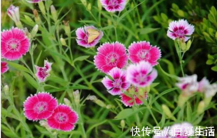 茶花|漂亮的4种花,家里充满色彩感,阳台变成“小花园”!