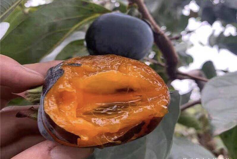 砂糖橘|冬季,有6种“时令水果”放开吃,应季新鲜维C多,走俏市场正便宜