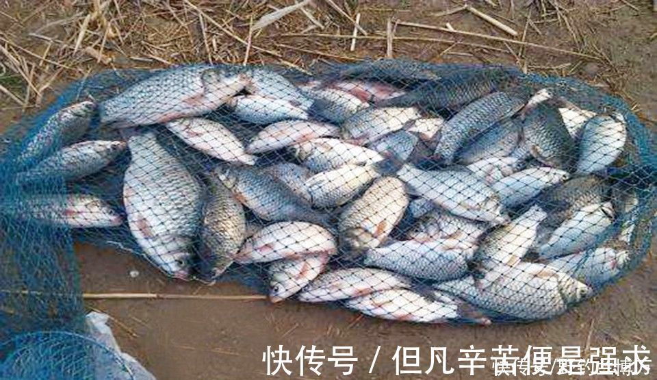 冬季|冬季钓鱼,开饵时加几滴油,饵料入水鱼儿抢着吃,附油的制作方法